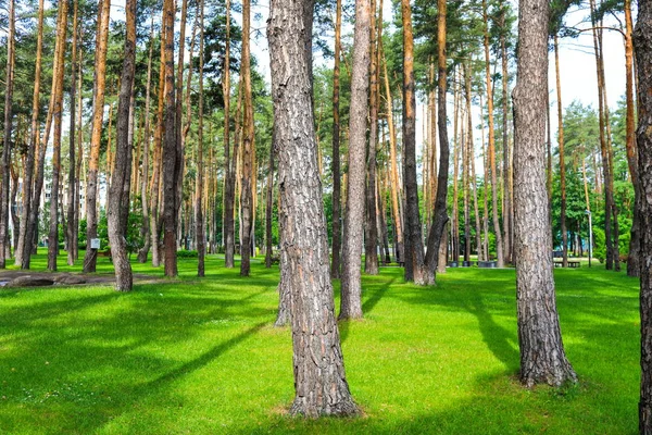 Schöne Sommerliche Waldlandschaft Tagsüber — Stockfoto