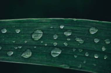 Çimlerin üzerindeki çiğ taneleri