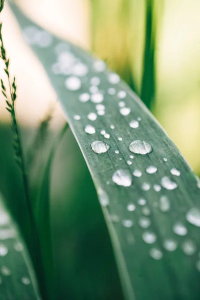 Rosée Matinale Sur Les Brins Herbe — Photo