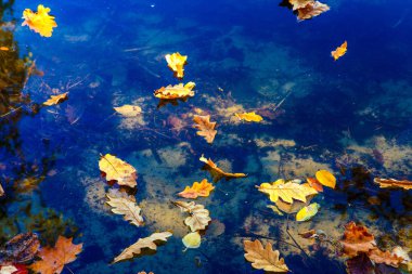 gölde düşen yaprakları ile güzel sonbahar manzara