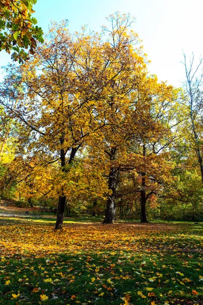 Vackert Höstlandskap Med Fallande Löv — Stockfoto