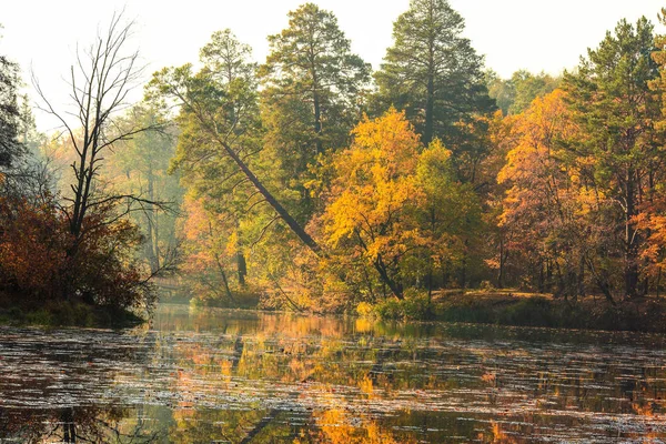 Piękny Jesienny Krajobraz Opadającymi Liśćmi Jeziorze — Zdjęcie stockowe