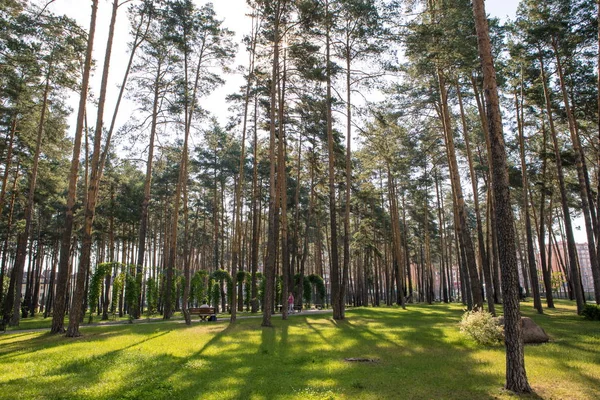 Schöne Sommerliche Waldlandschaft Tagsüber — Stockfoto