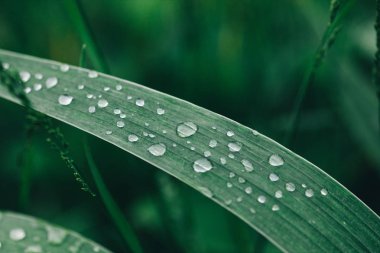 Çimlerin üzerindeki çiğ taneleri