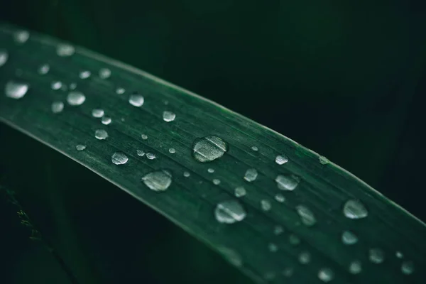 Rosée Matinale Sur Les Brins Herbe — Photo