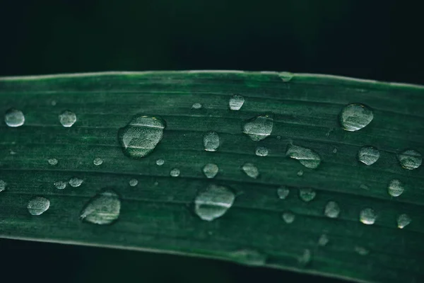 Rosée Matinale Sur Les Brins Herbe — Photo