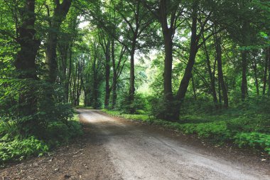 güzel gündüz orman manzara yaz