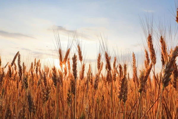 Veld Van Gouden Tarwe Tegen Blauwe Lucht — Stockfoto