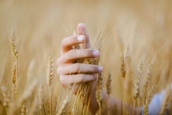 Spikelets Wheat Hands Field — Stock Photo, Image