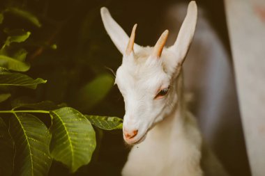 boynuzları ile güzel bakımlı keçi yaprakları yiyor