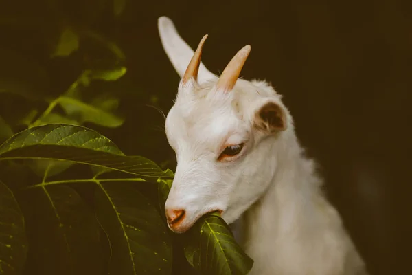beautiful well-groomed goat with horns eats leaves