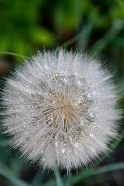 Beautiful Fluffy Dandelion Drops Dew — Stock Photo, Image