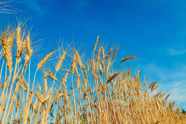 Поле Золотой Пшеницы Фоне Голубого Неба — стоковое фото