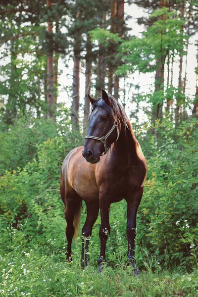 Piękne Konie Hodowane Farmie — Zdjęcie stockowe