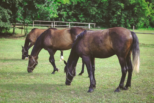 Beaux Chevaux Toilettés Sur Une Ferme — Photo