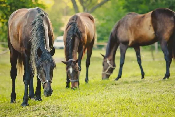 Beaux Chevaux Toilettés Sur Une Ferme — Photo