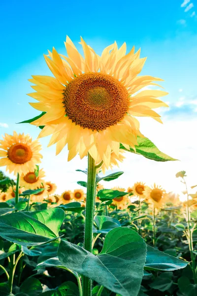 Champ Avec Tournesols Contre Ciel Bleu — Photo