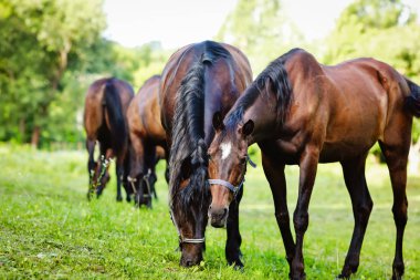 Çiftlikte bakımlı atlar.