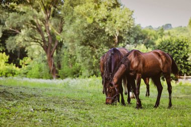 Çiftlikte bakımlı atlar.