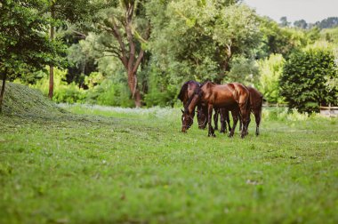 Çiftlikte bakımlı atlar.