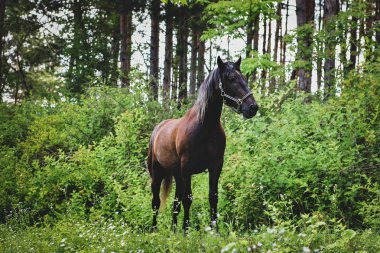 doğada güzel kahverengi atlar