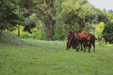 Çiftlikte bakımlı atlar.