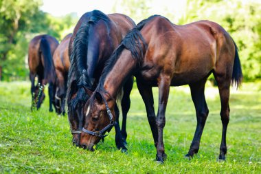 Çiftlikte bakımlı atlar.