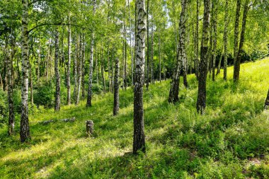 güzel gündüz orman manzara yaz