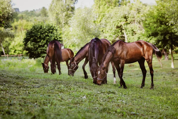Çiftlikte bakımlı atlar.