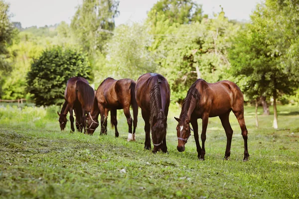 Beaux Chevaux Toilettés Sur Une Ferme — Photo