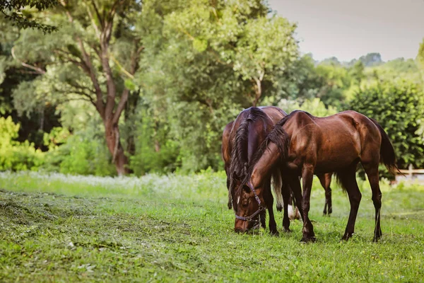 Çiftlikte bakımlı atlar.