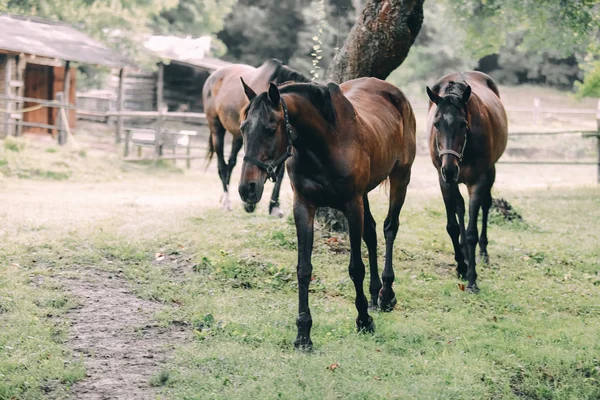doğada güzel kahverengi atlar