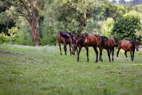Çiftlikte bakımlı atlar.