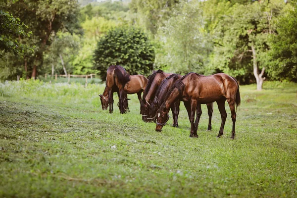 Beaux Chevaux Toilettés Sur Une Ferme — Photo