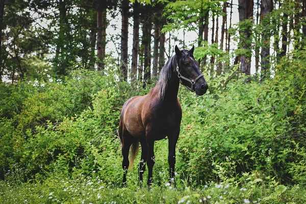 doğada güzel kahverengi atlar