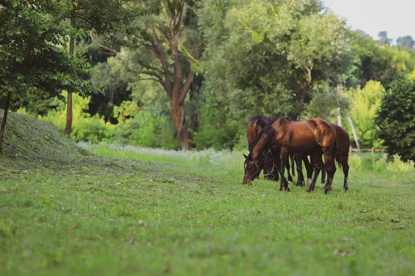 Çiftlikte bakımlı atlar.