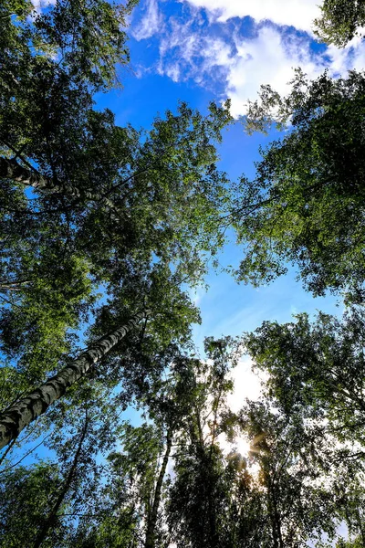 Baumkronen Vor Blauem Himmel — Stockfoto