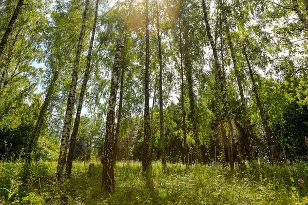 Schöne Sommerliche Waldlandschaft Tagsüber — Stockfoto