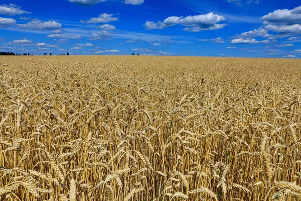 Поле Золотой Пшеницы Фоне Голубого Неба — стоковое фото