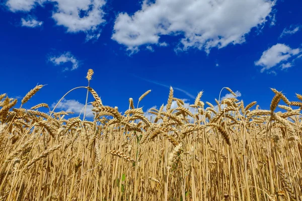 Veld Van Gouden Tarwe Tegen Blauwe Lucht — Stockfoto