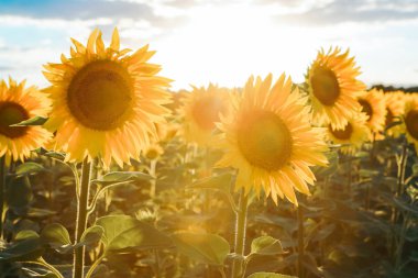 Mavi gökyüzüne karşı ayçiçekleri olan tarla