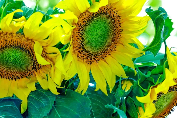 Hermosos Girasoles Amarillos Jarrón Sobre Mesa —  Fotos de Stock