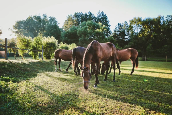 Beaux Chevaux Toilettés Sur Une Ferme — Photo