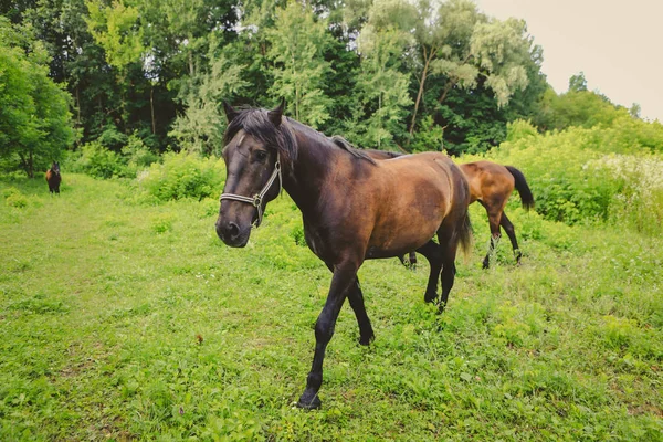 Mooie Geprepareerde Paarden Een Boerderij — Stockfoto