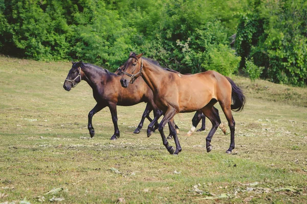Mooie Geprepareerde Paarden Een Boerderij — Stockfoto