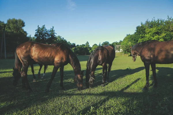 Beaux Chevaux Toilettés Sur Une Ferme — Photo