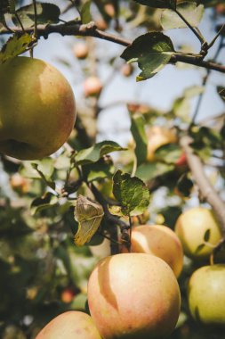 elma bahçesinde ağaç dal