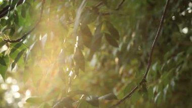 güneş ışığında rüzgardan sallanan bir ağaç üzerinde yaprakları