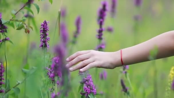 Flores Silvestres Flores Violetas Balançam Toque Uma Mão — Vídeo de Stock