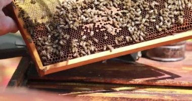 Bal peteklerinden taze bal pompalanır